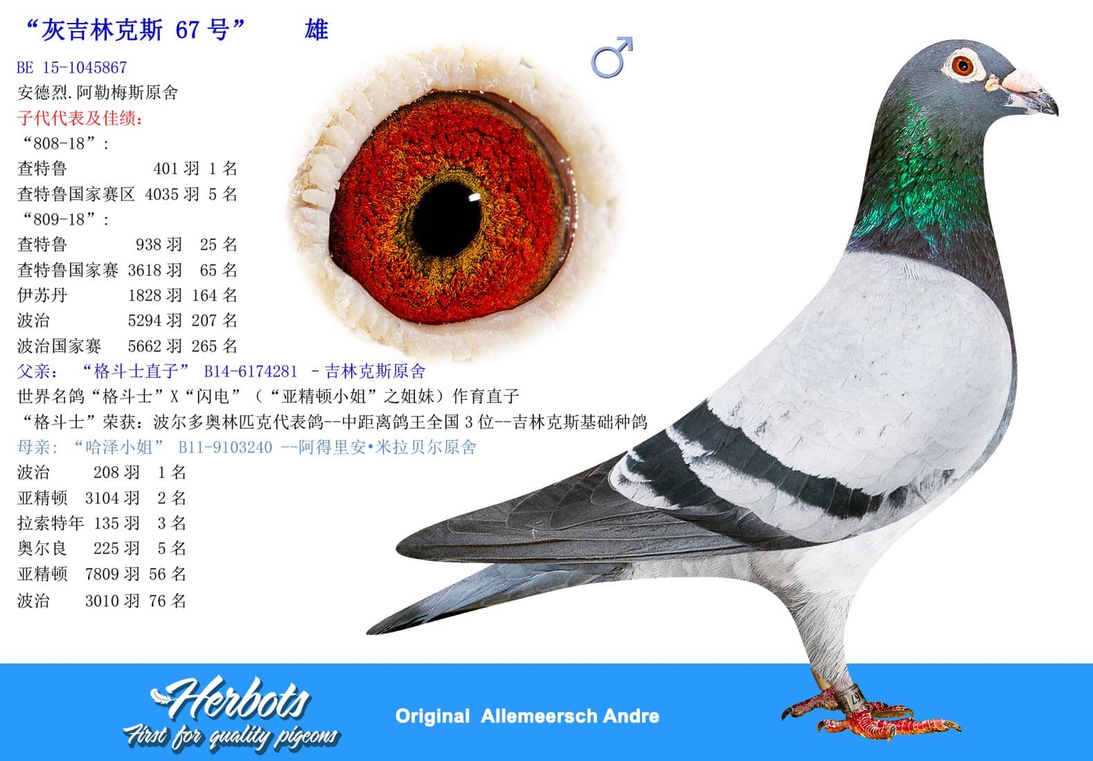 pigeon: undefined