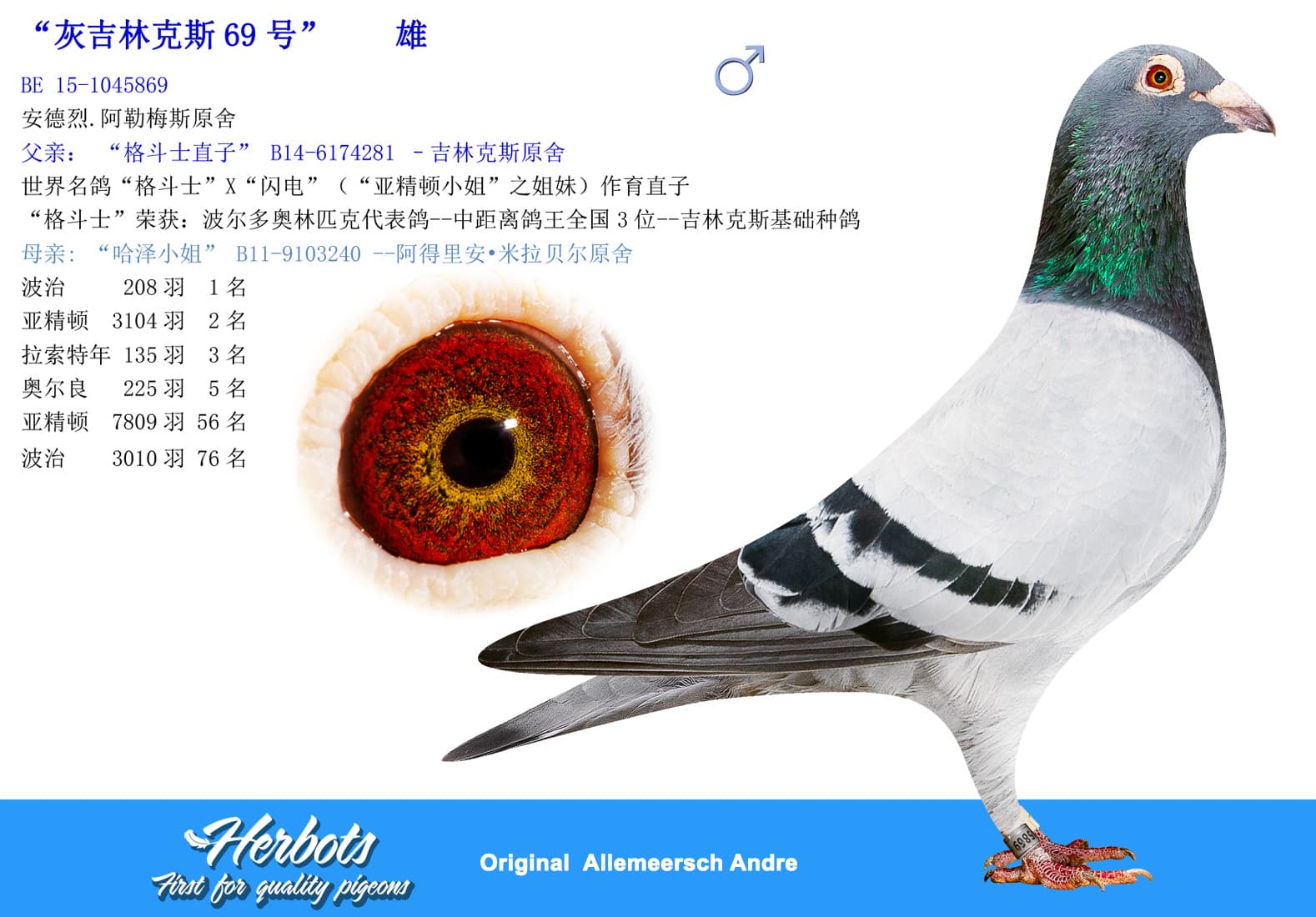 pigeon: undefined