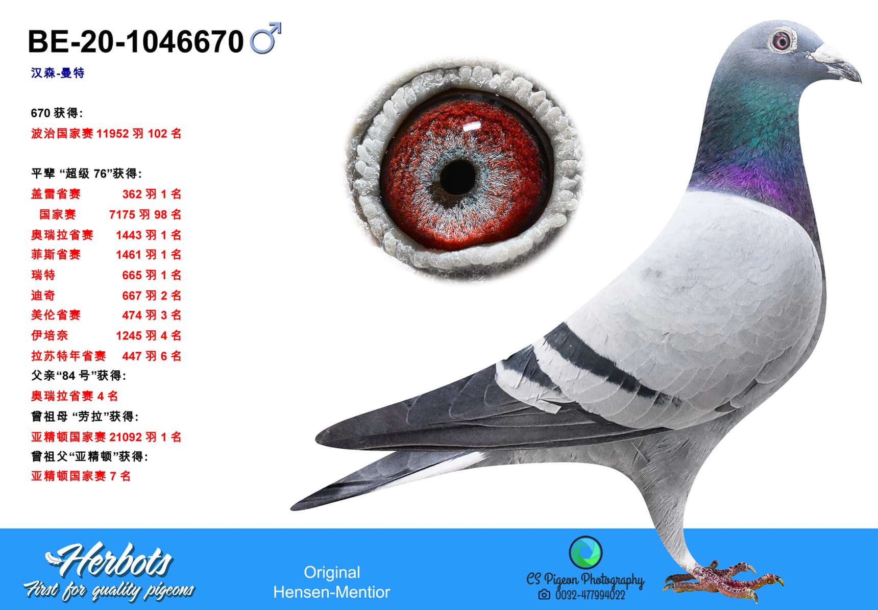 pigeon: Brother Super 76