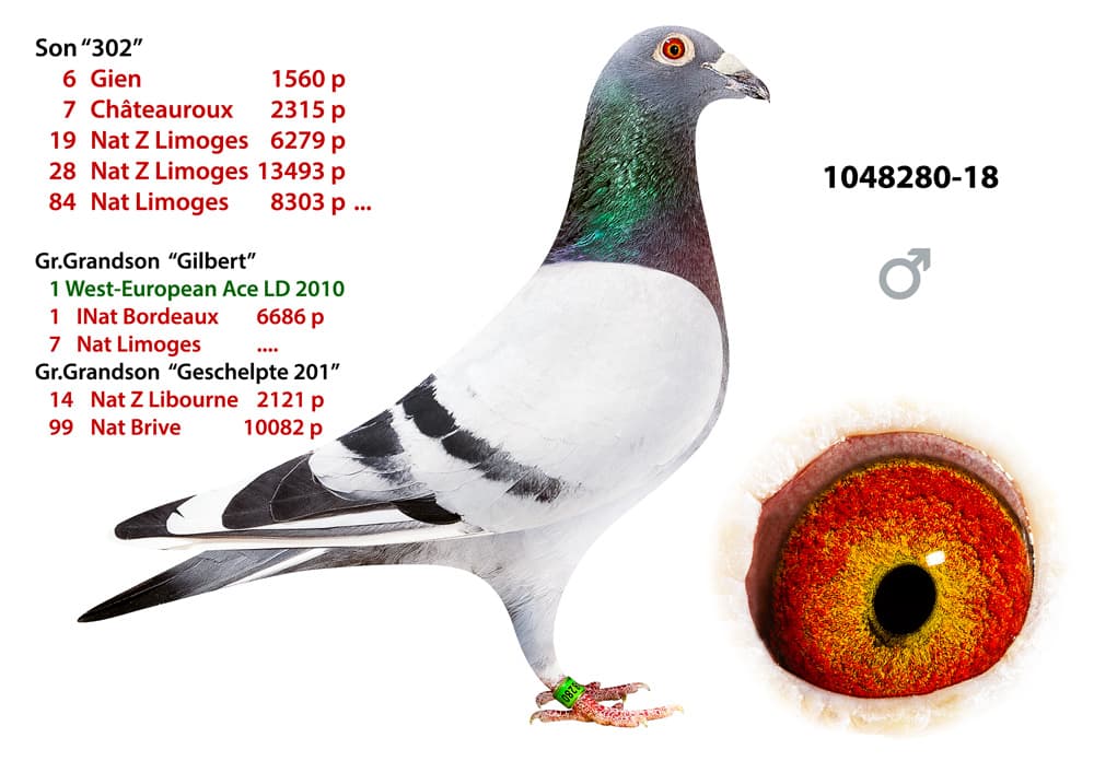 pigeon: undefined