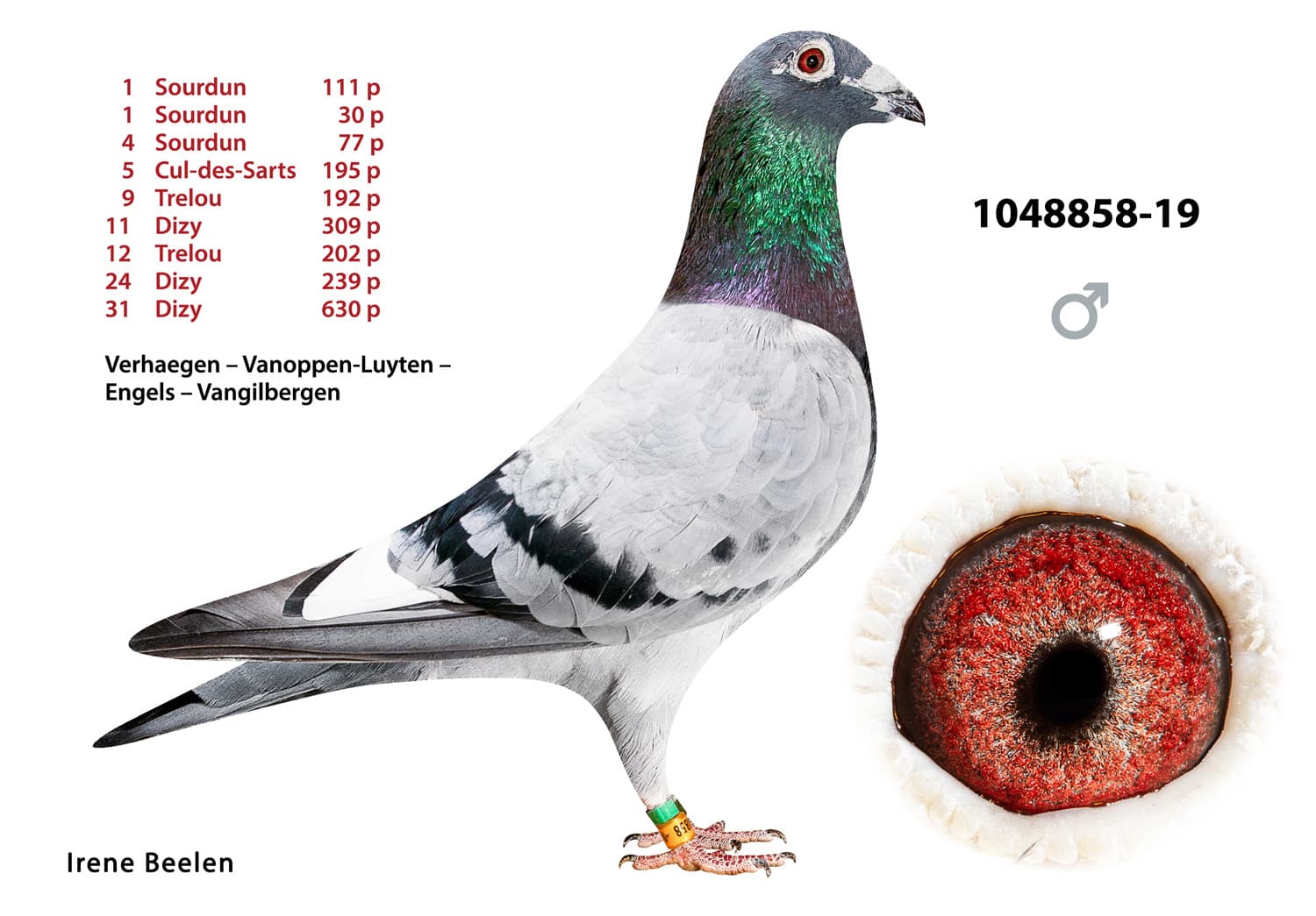 pigeon: undefined