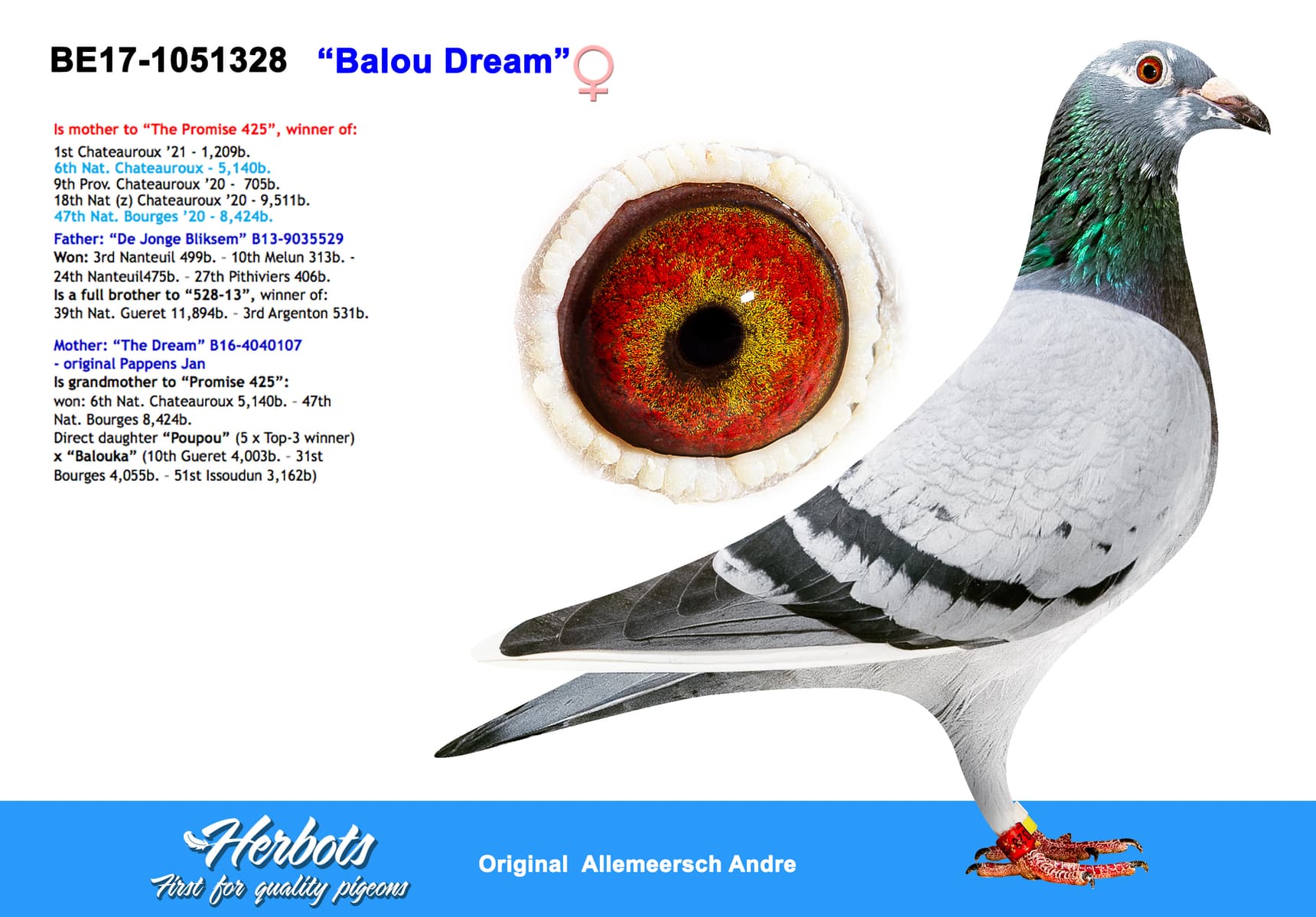 pigeon: “Balou Dream”