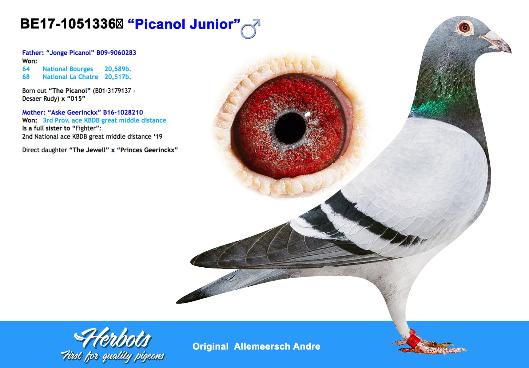 pigeon: undefined