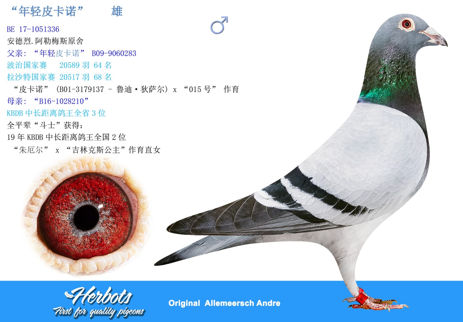 pigeon: undefined