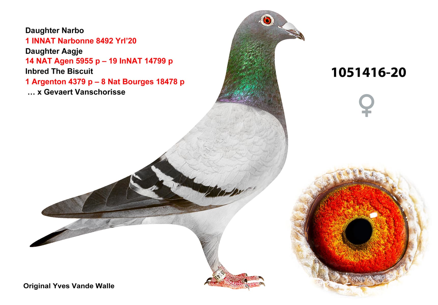 pigeon: undefined