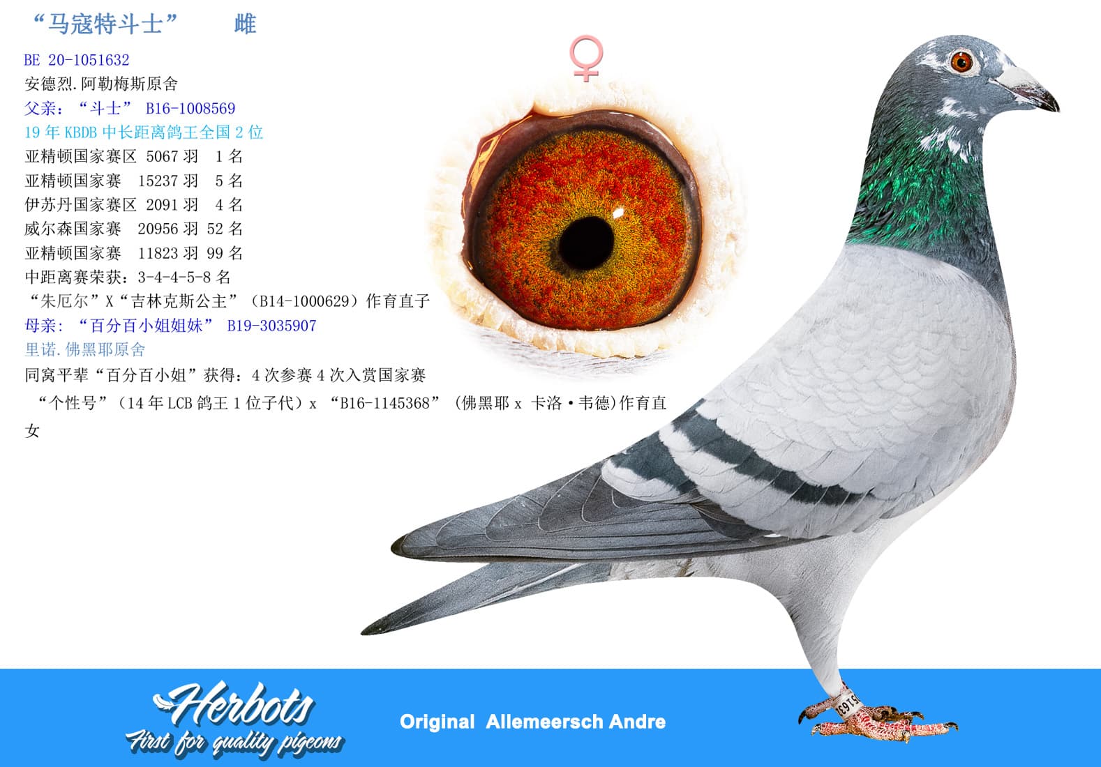 pigeon: undefined
