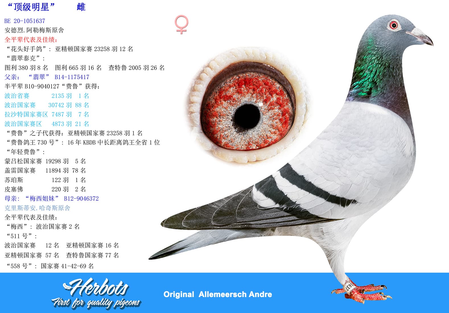 pigeon: undefined