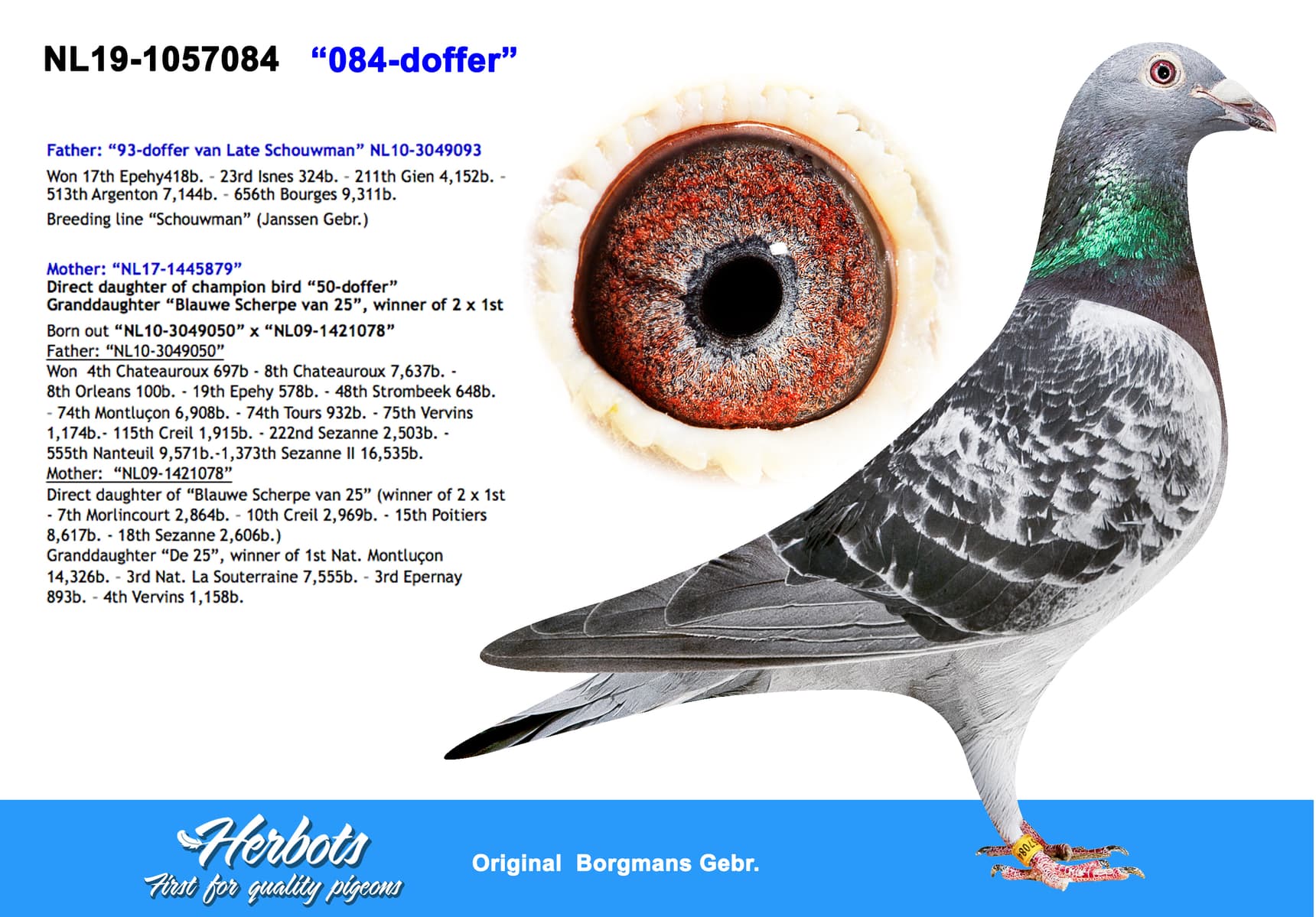 pigeon: undefined