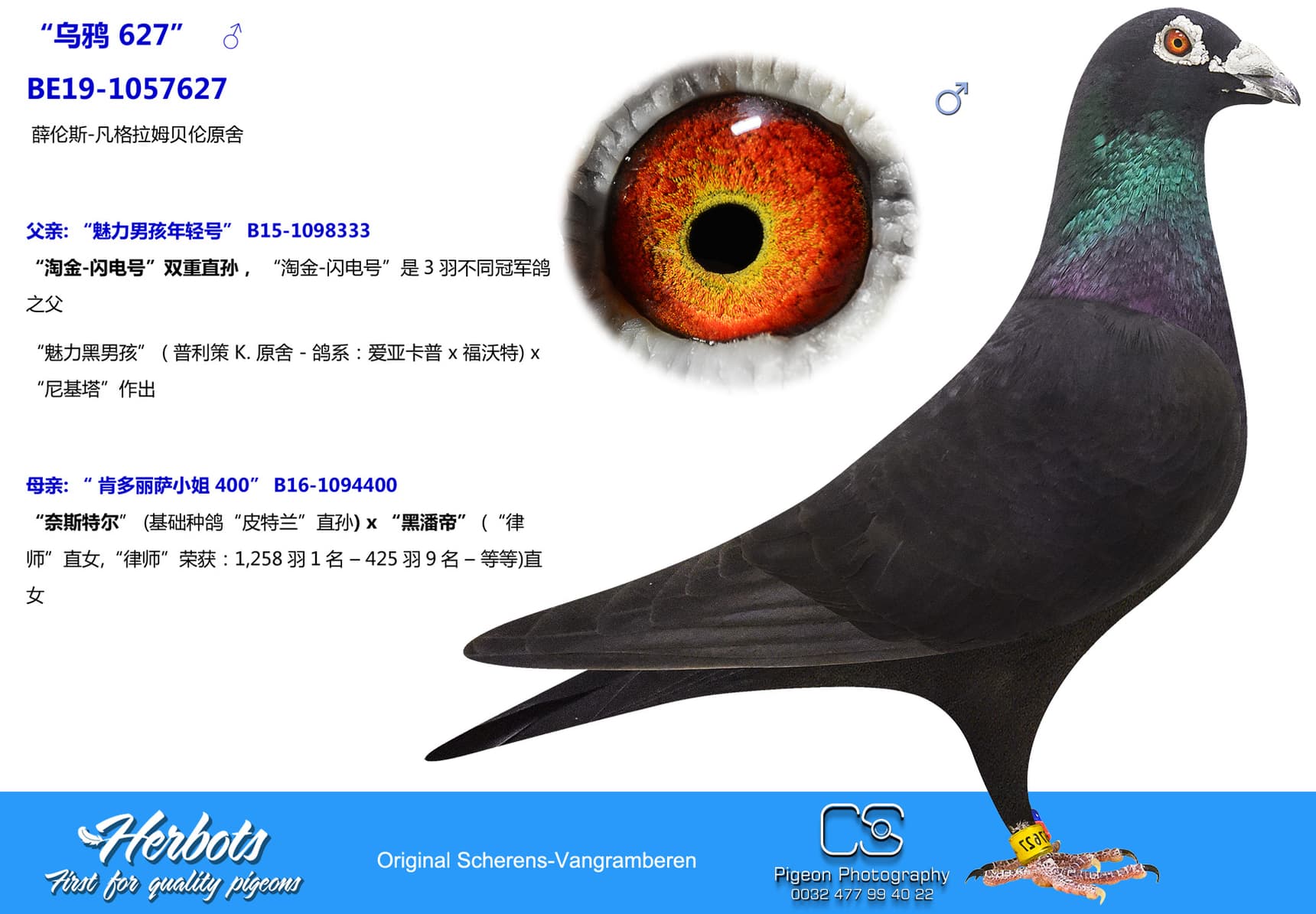 pigeon: “乌鸦 627”