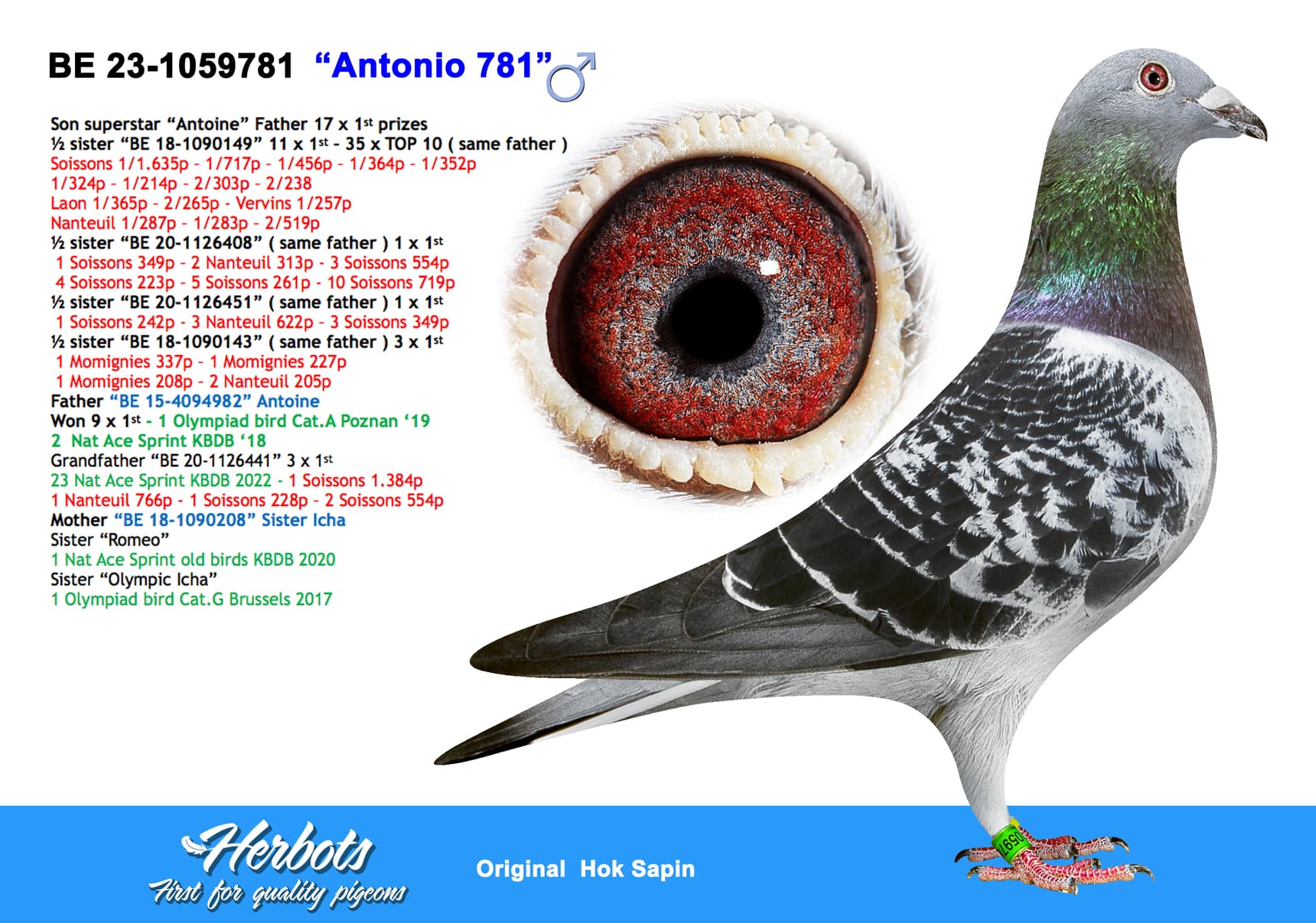 pigeon: “Antonio 781”