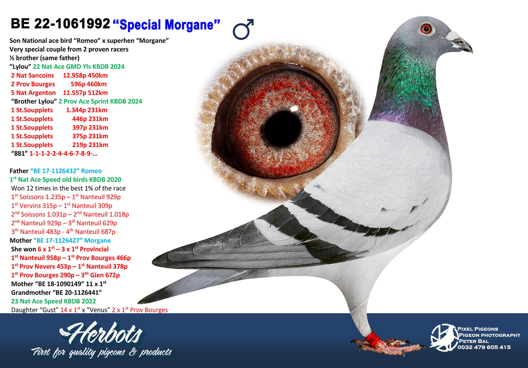 pigeon: undefined