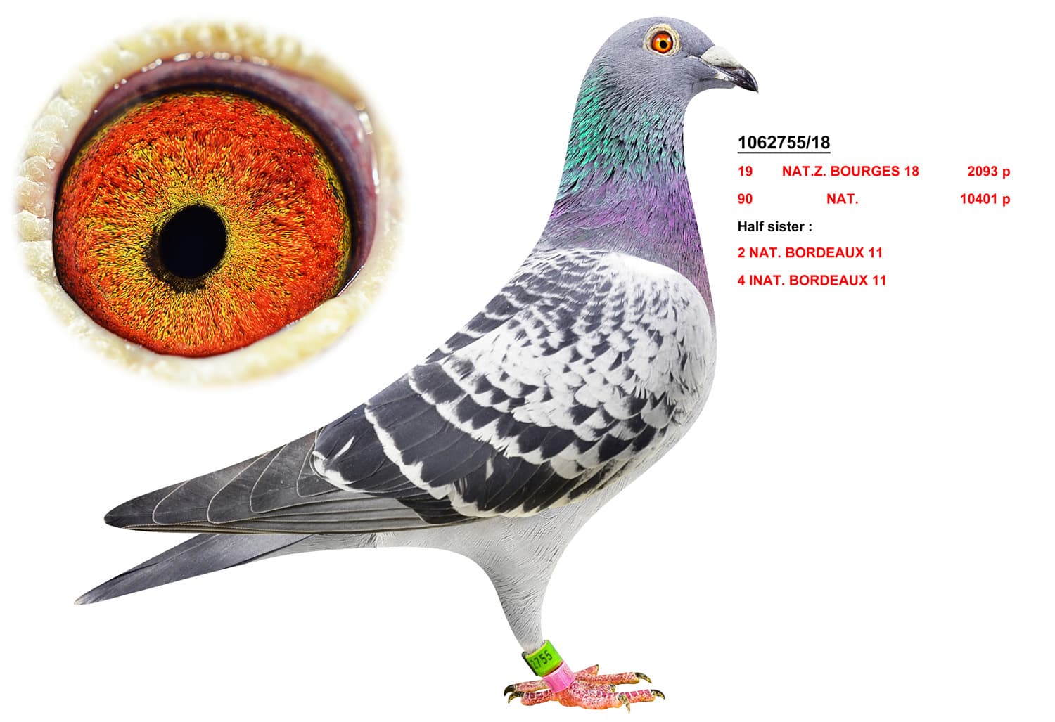 pigeon: undefined
