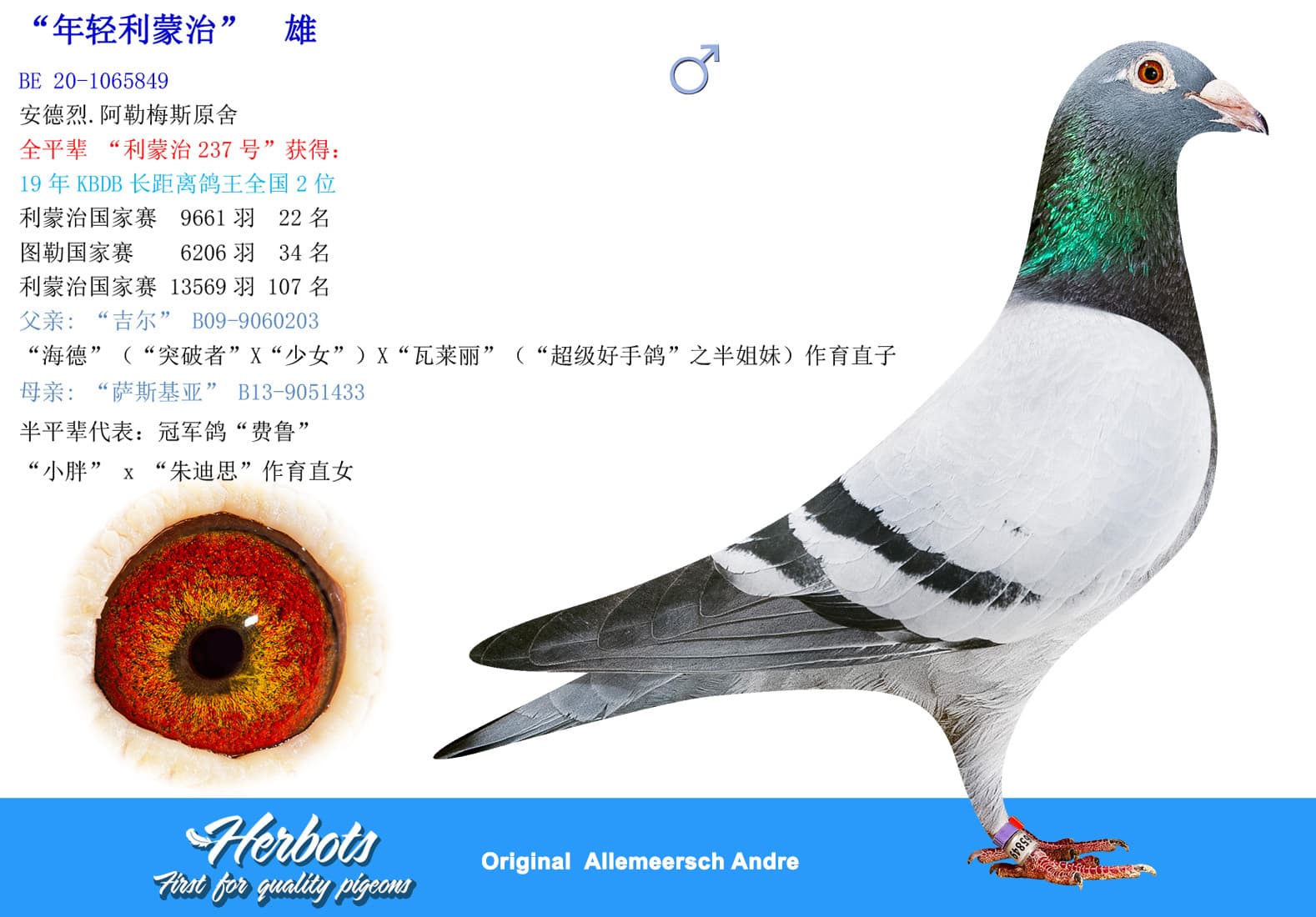 pigeon: undefined
