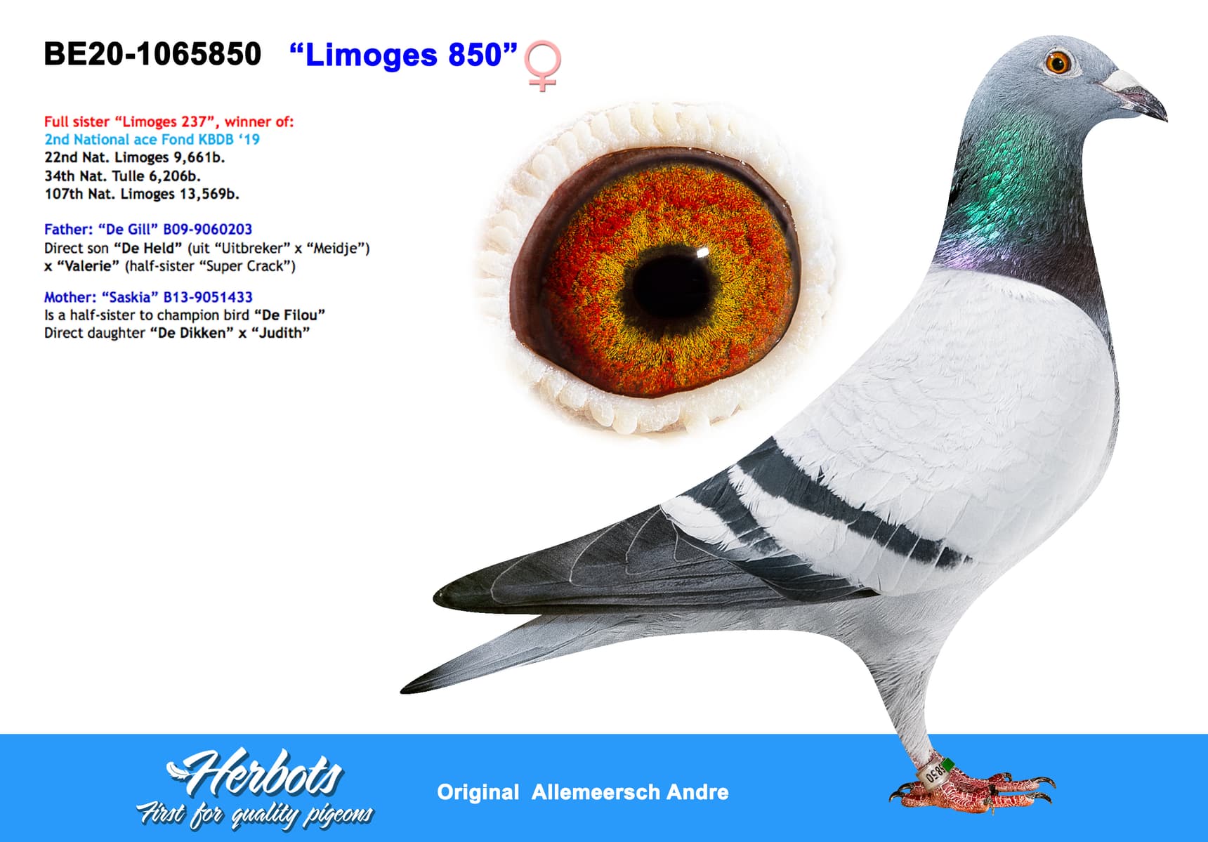 pigeon: “Limoges 850”