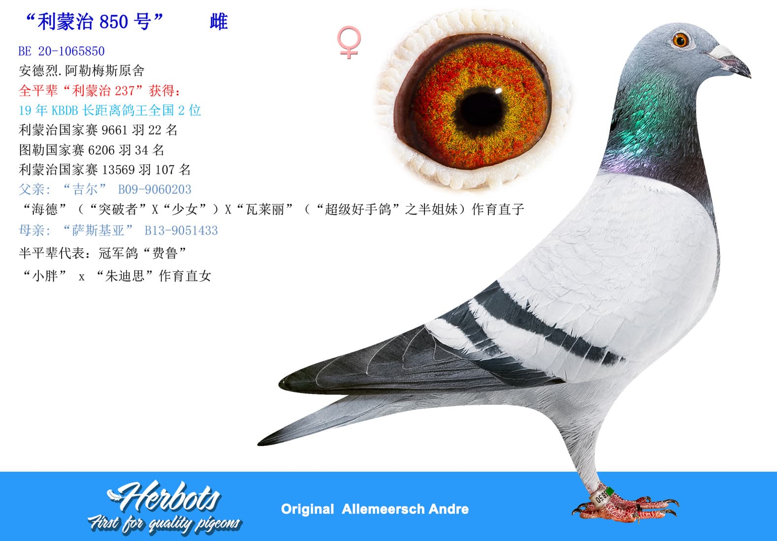pigeon: undefined