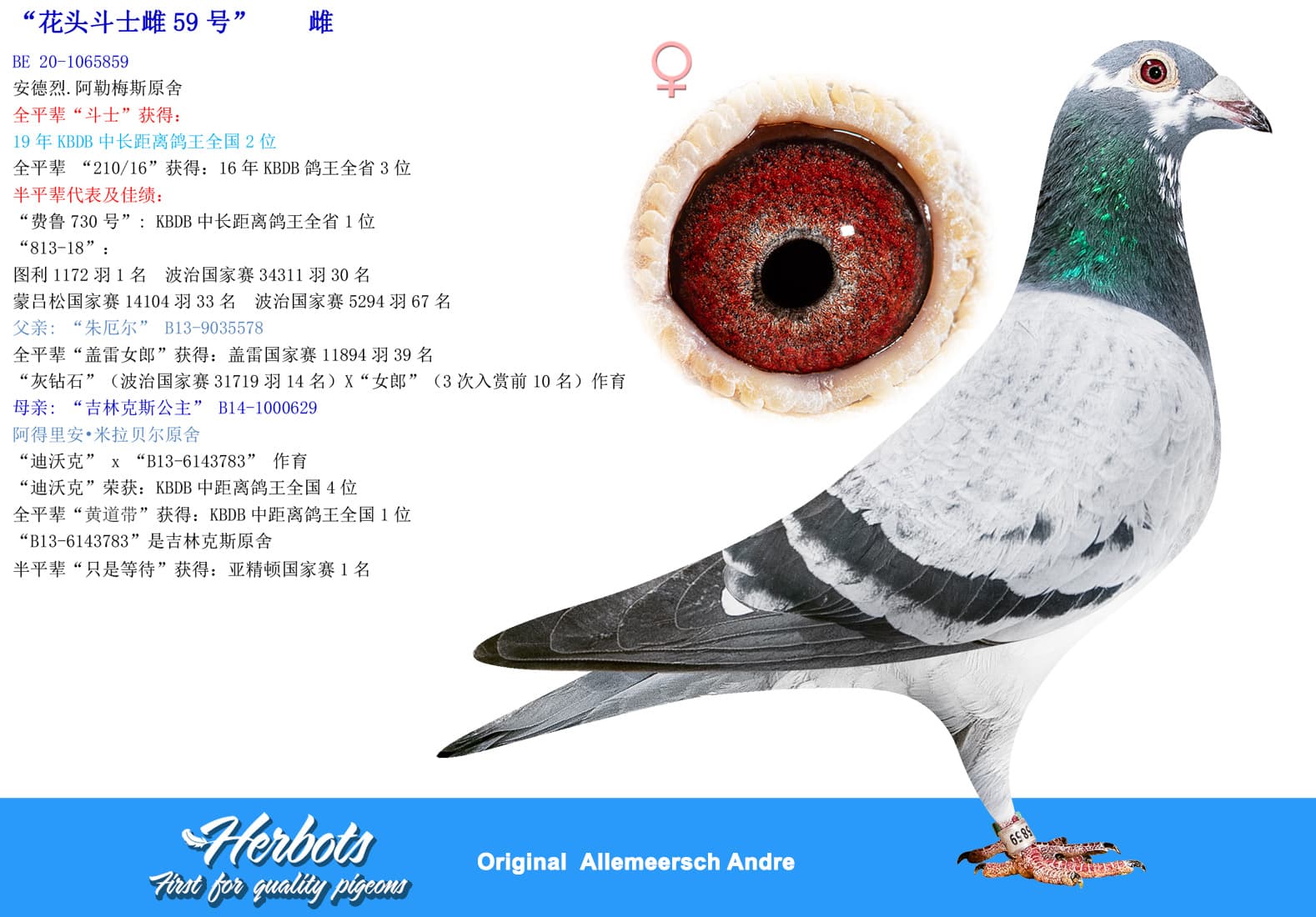 pigeon: undefined