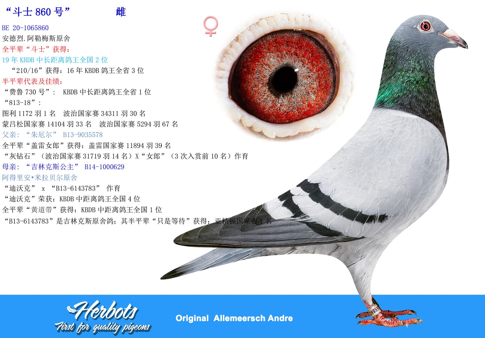 pigeon: undefined