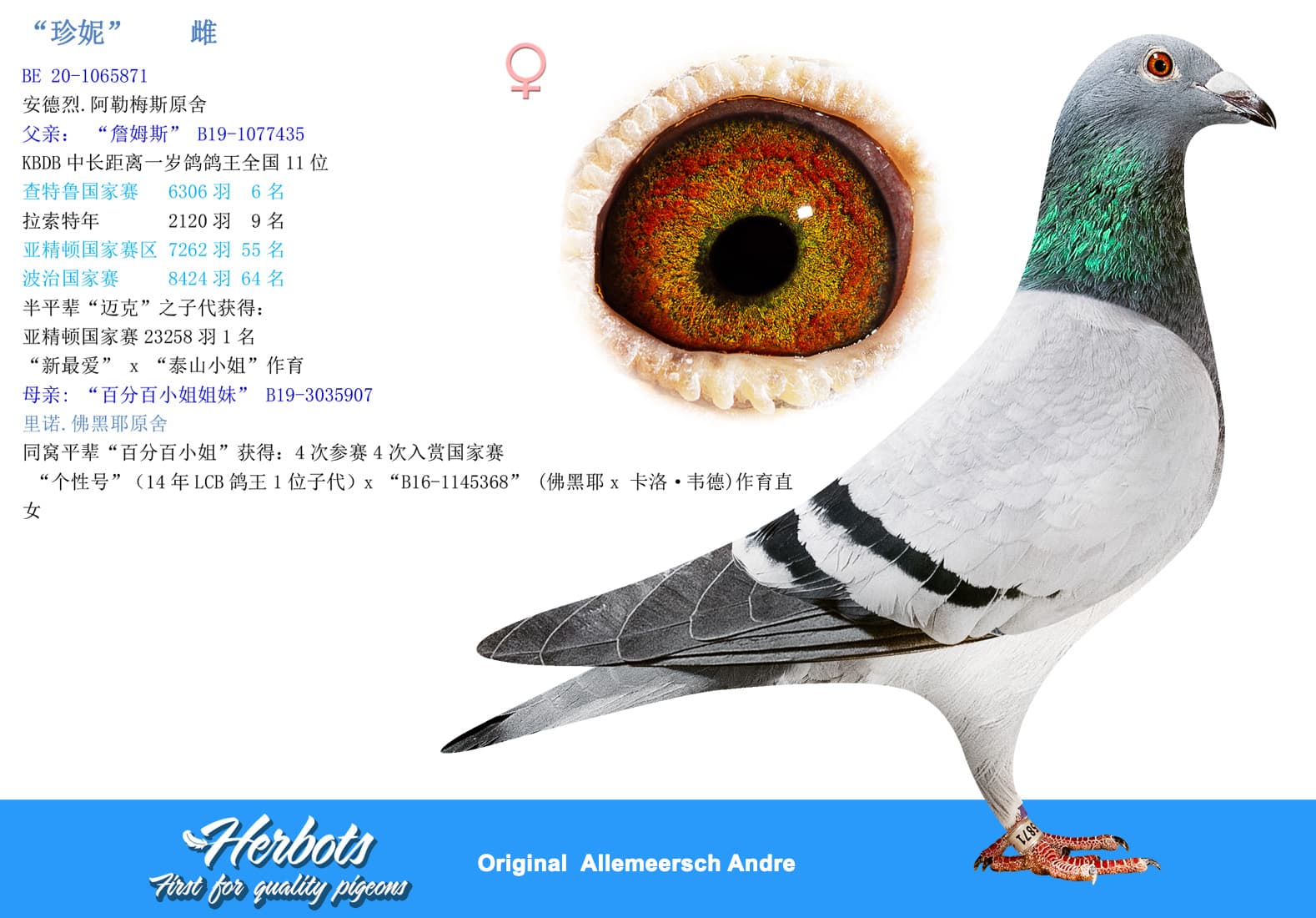 pigeon: “珍妮”