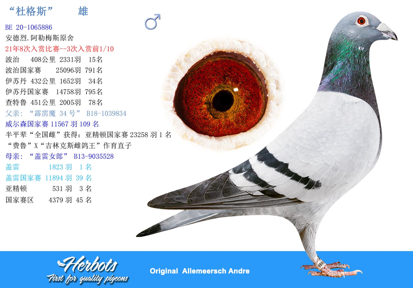 pigeon: undefined