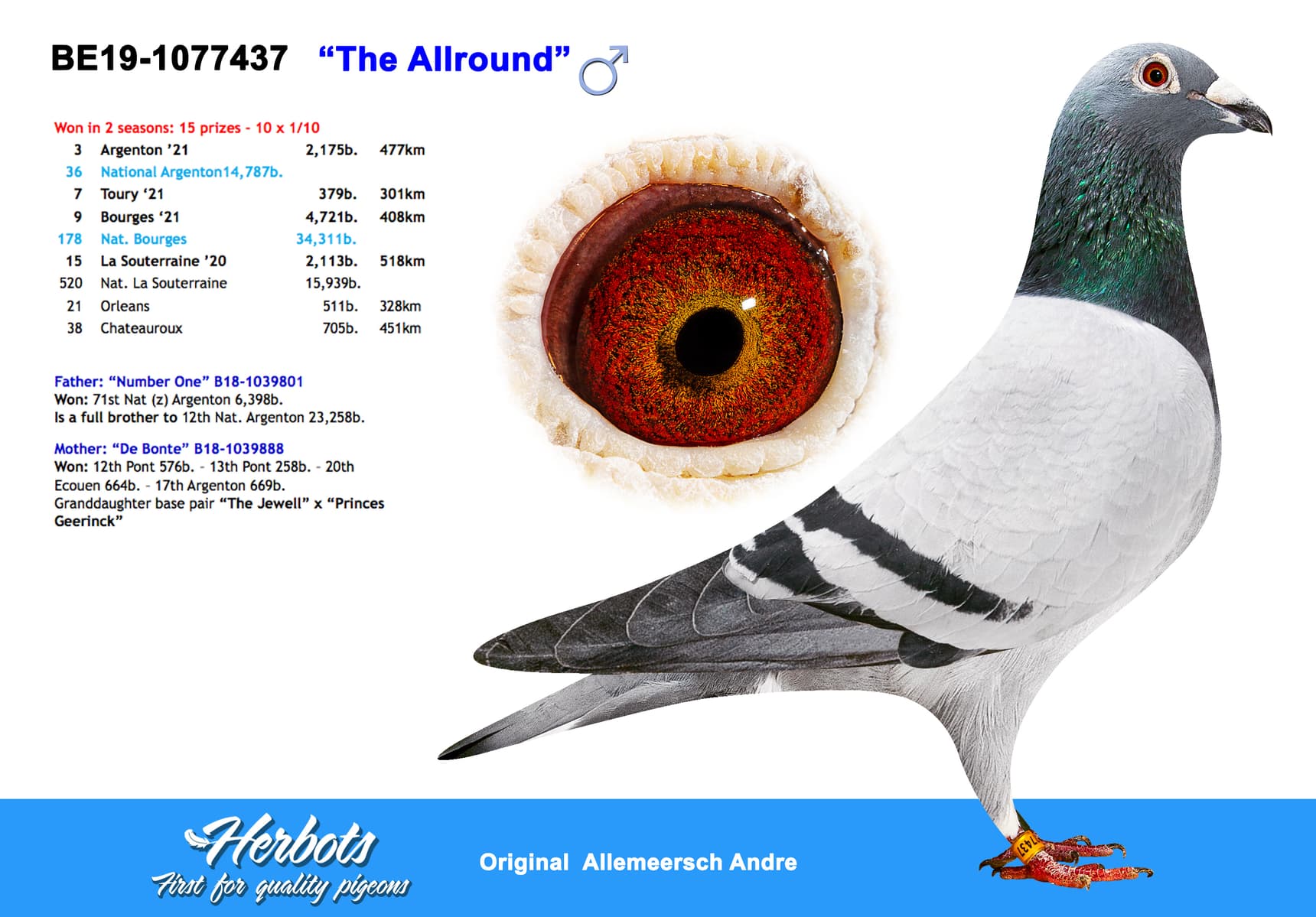 pigeon: “The Allround”
