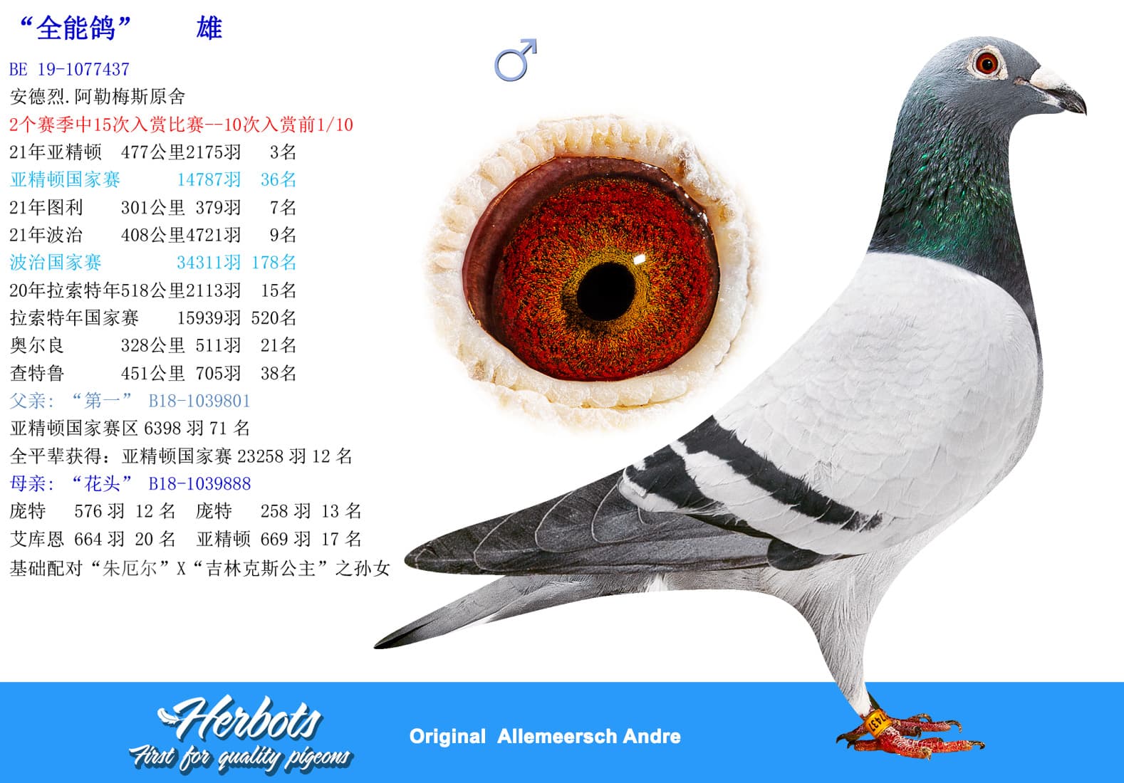 pigeon: undefined