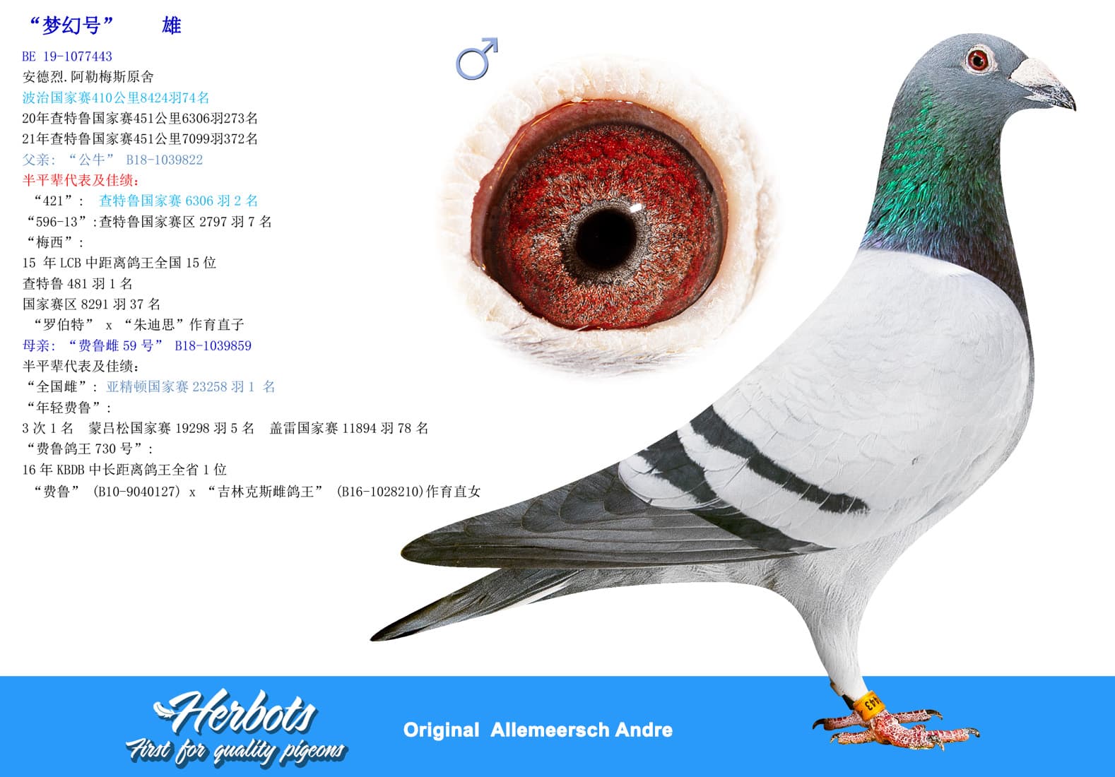pigeon: undefined