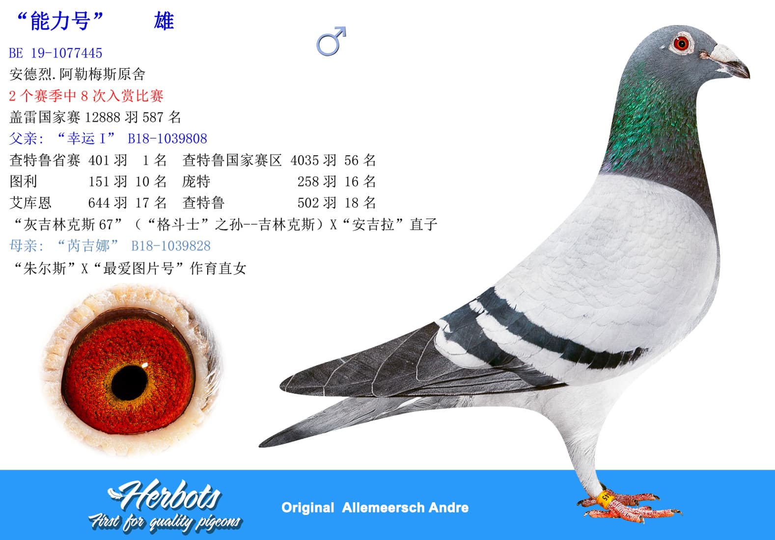 pigeon: undefined
