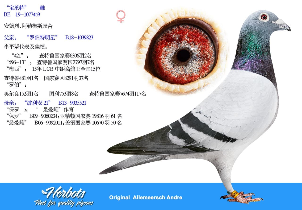pigeon: undefined