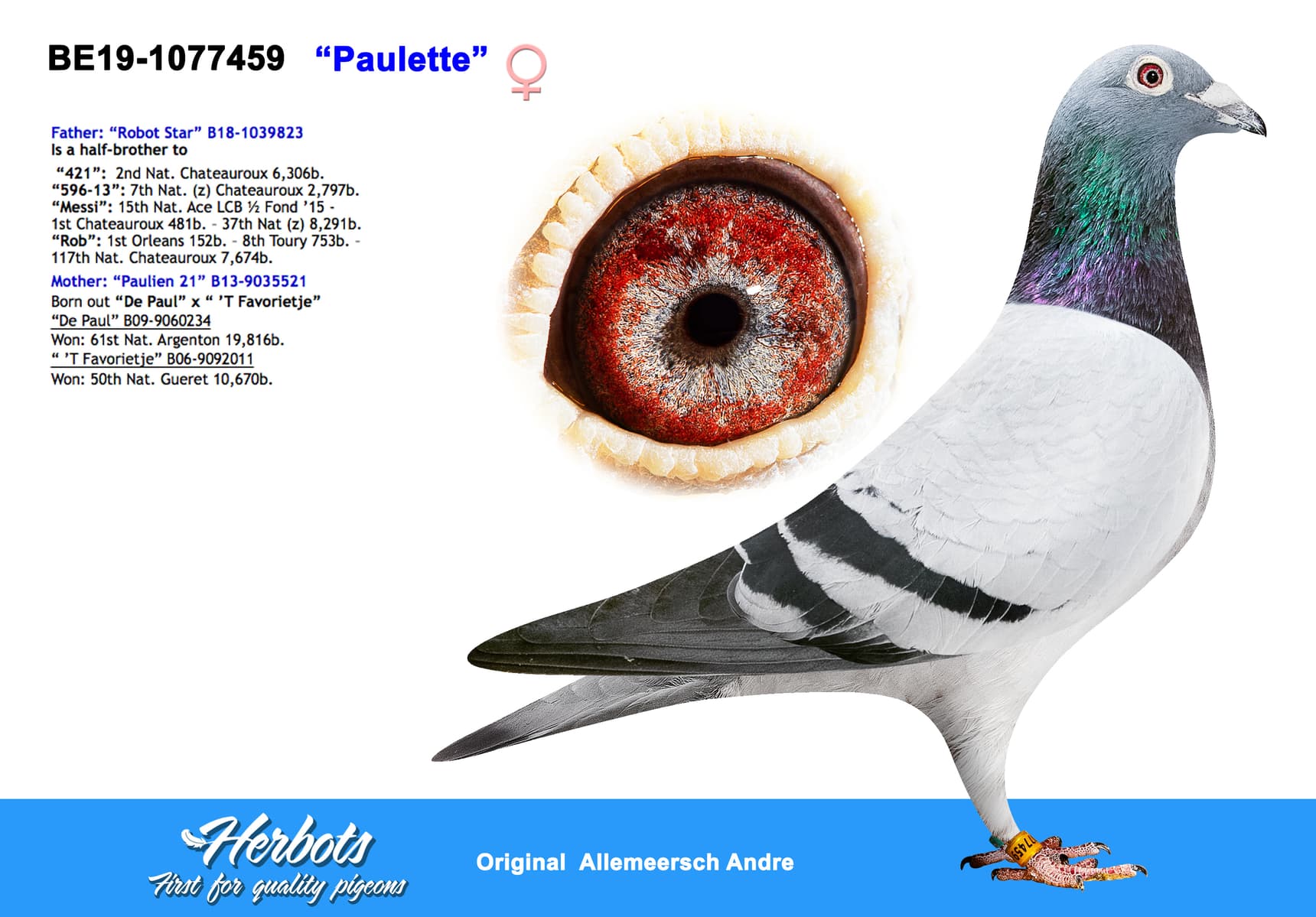 pigeon: undefined