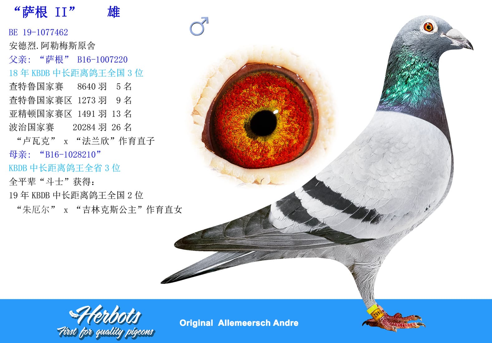 pigeon: undefined