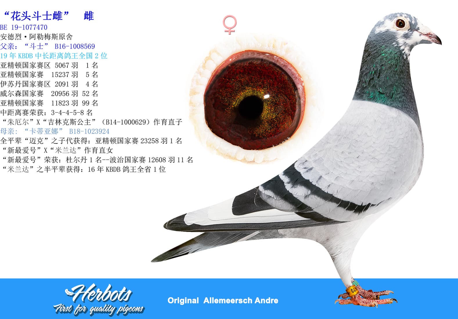 pigeon: undefined