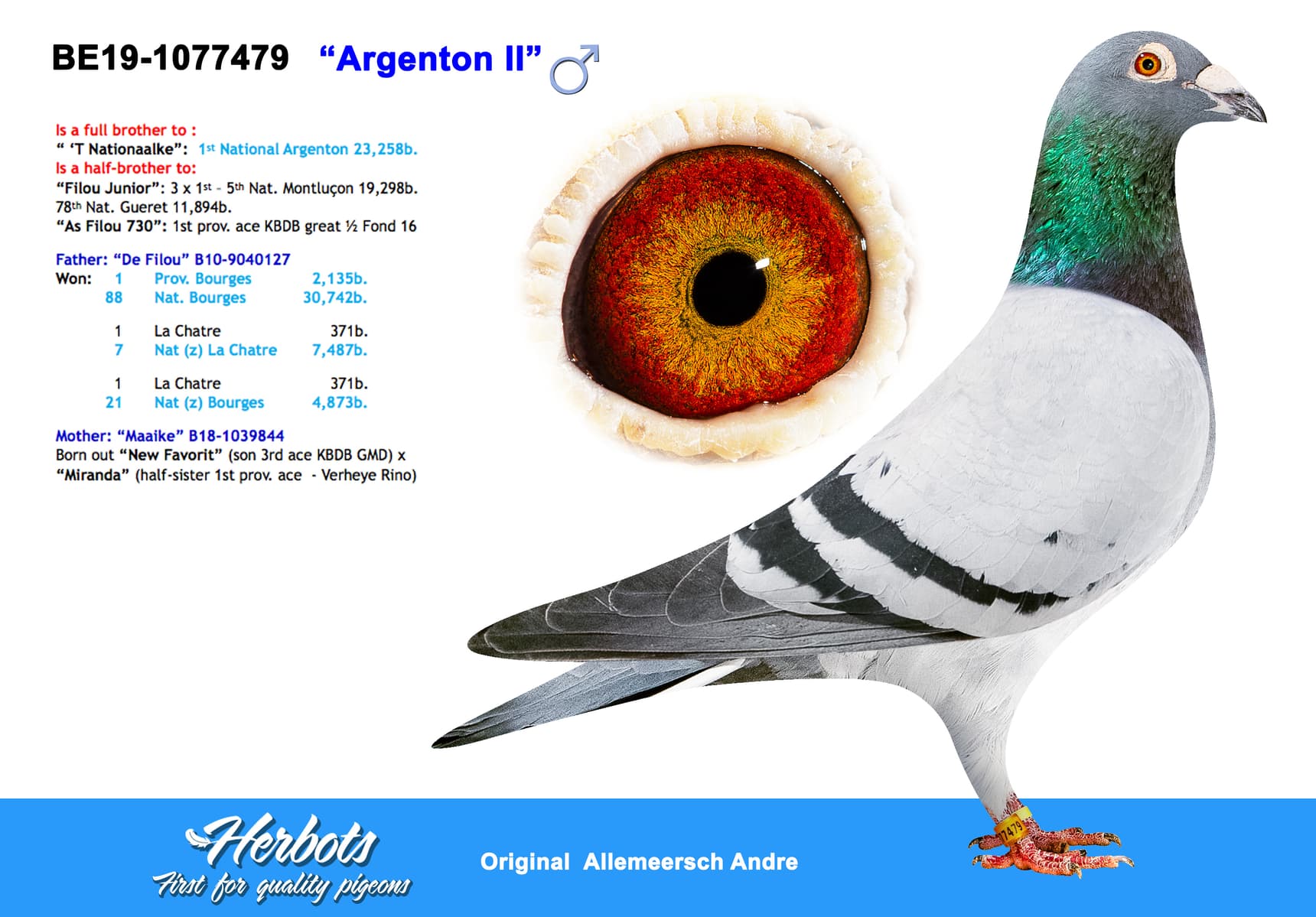 pigeon: undefined