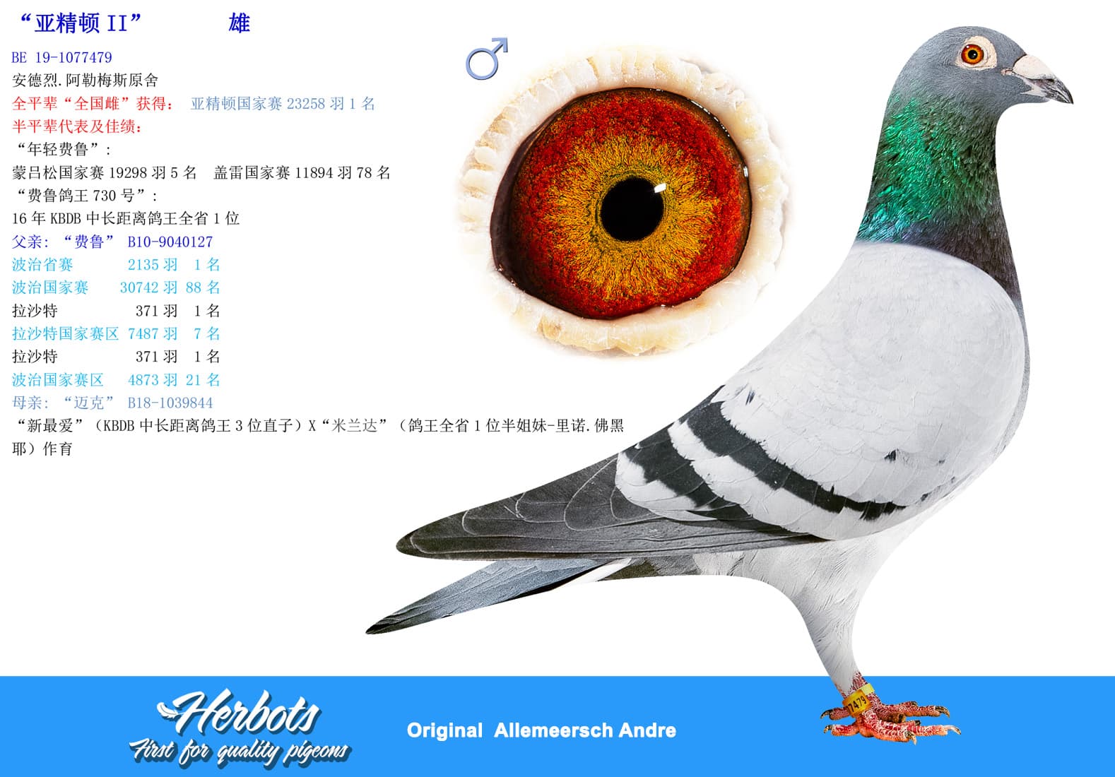 pigeon: undefined