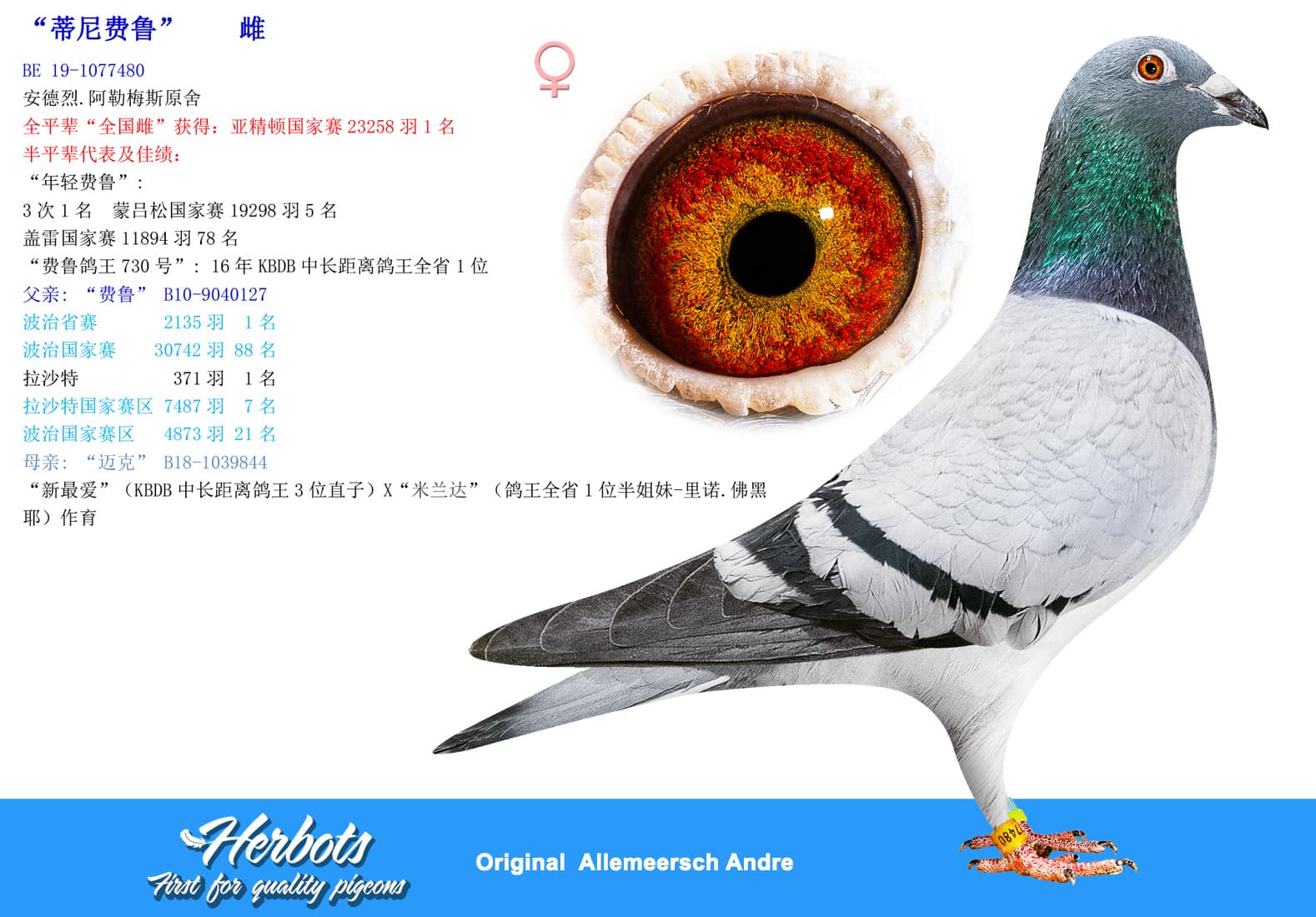 pigeon: undefined