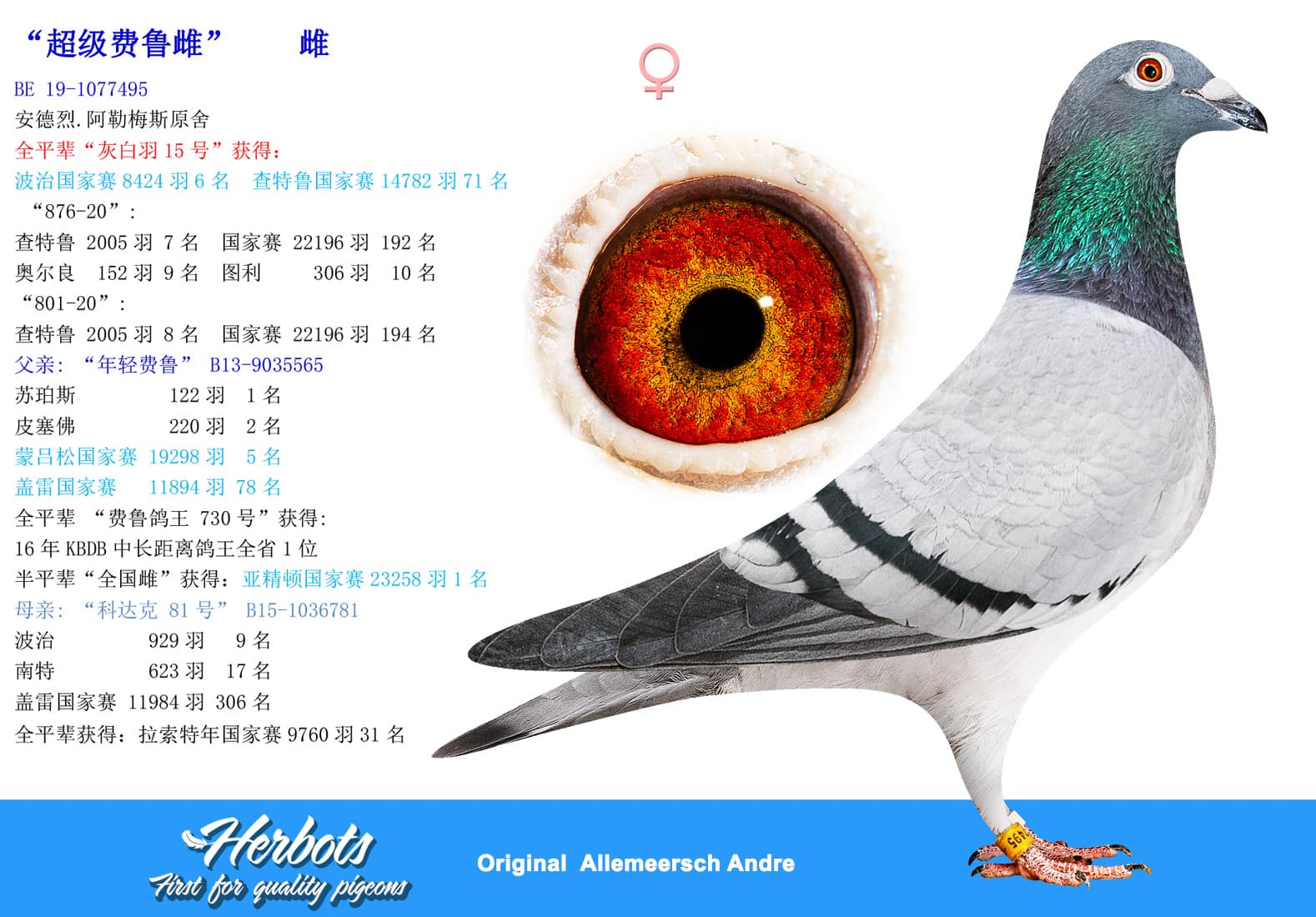 pigeon: undefined