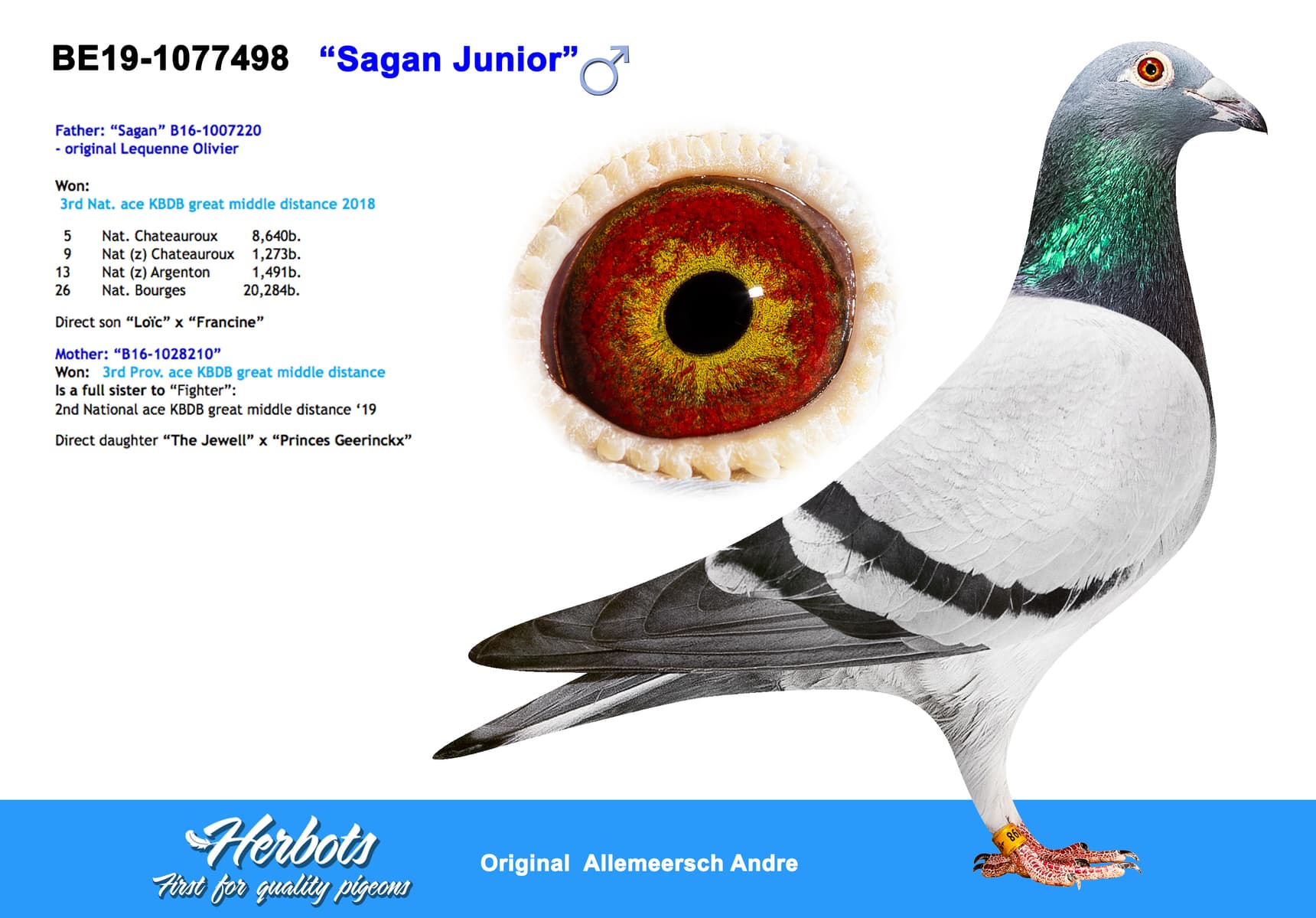 pigeon: undefined