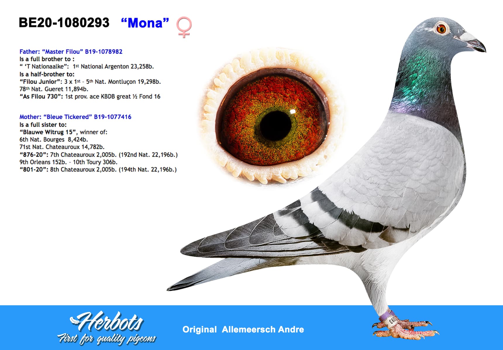 pigeon: undefined