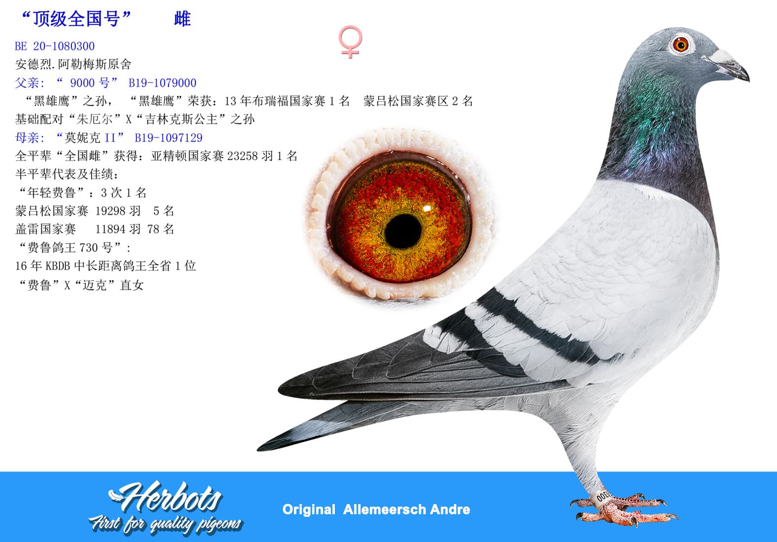 pigeon: undefined