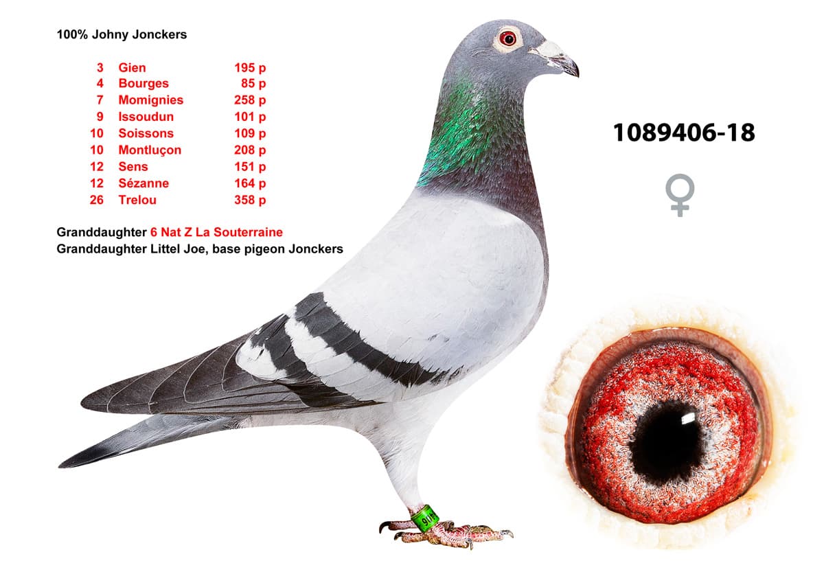 pigeon: undefined