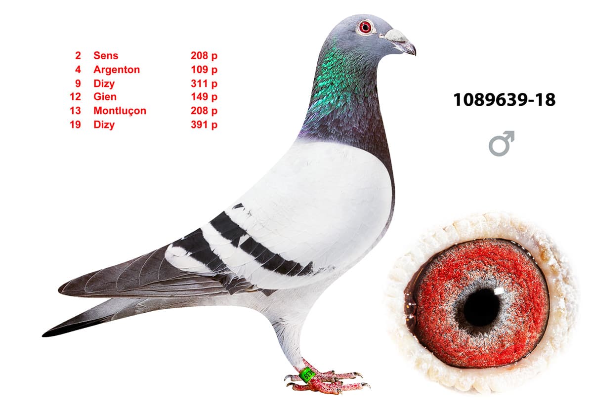 pigeon: undefined