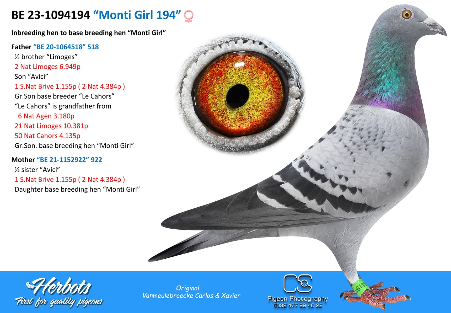 pigeon: “Monti Girl 194”