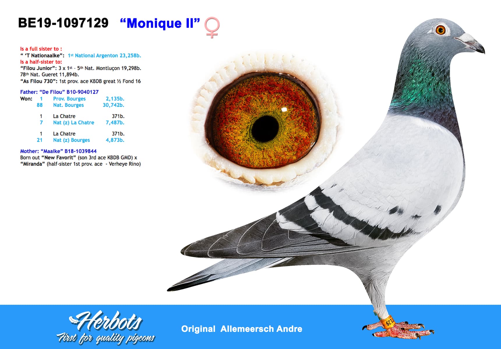 pigeon: undefined