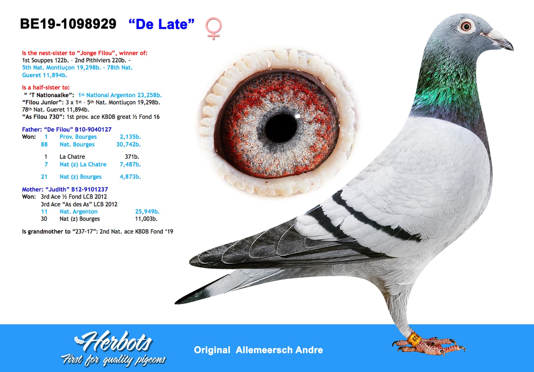 pigeon: undefined