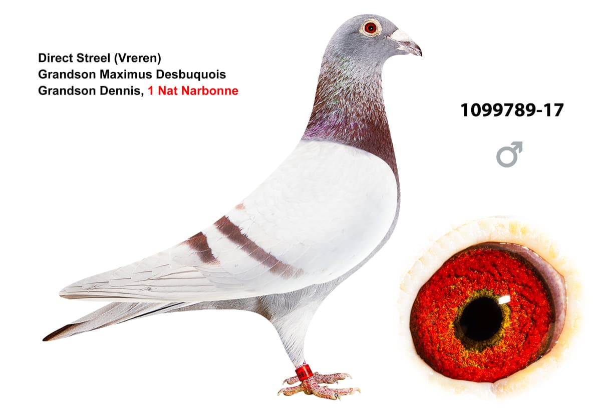pigeon: undefined