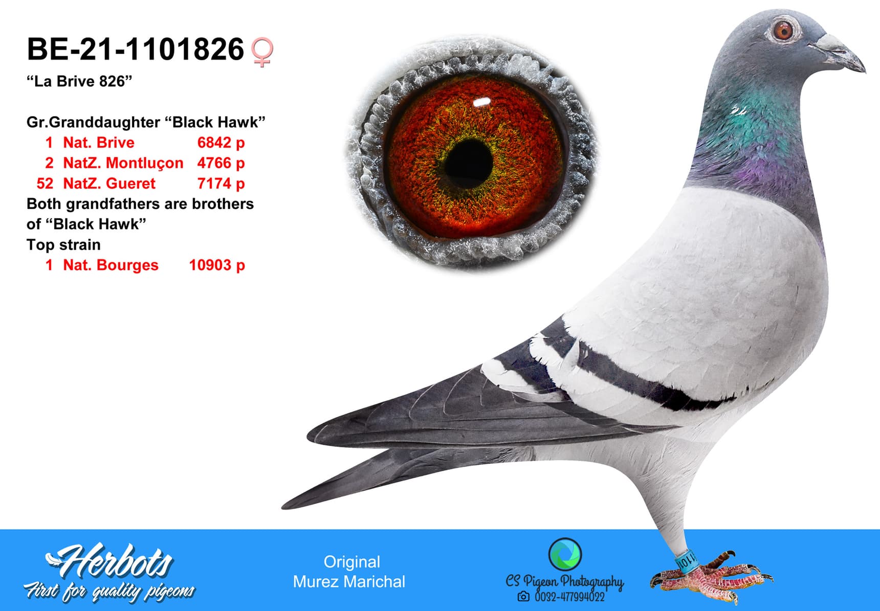 pigeon: undefined