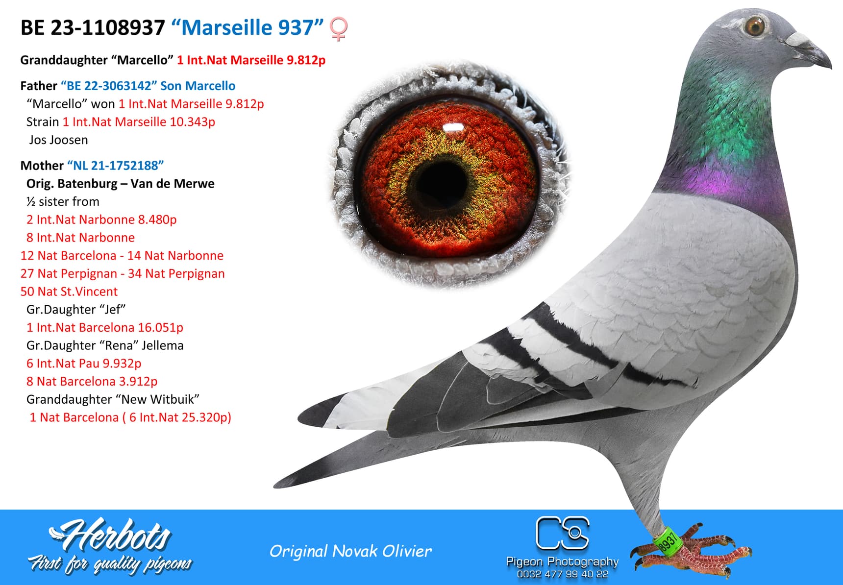 pigeon: “Marseille 937”