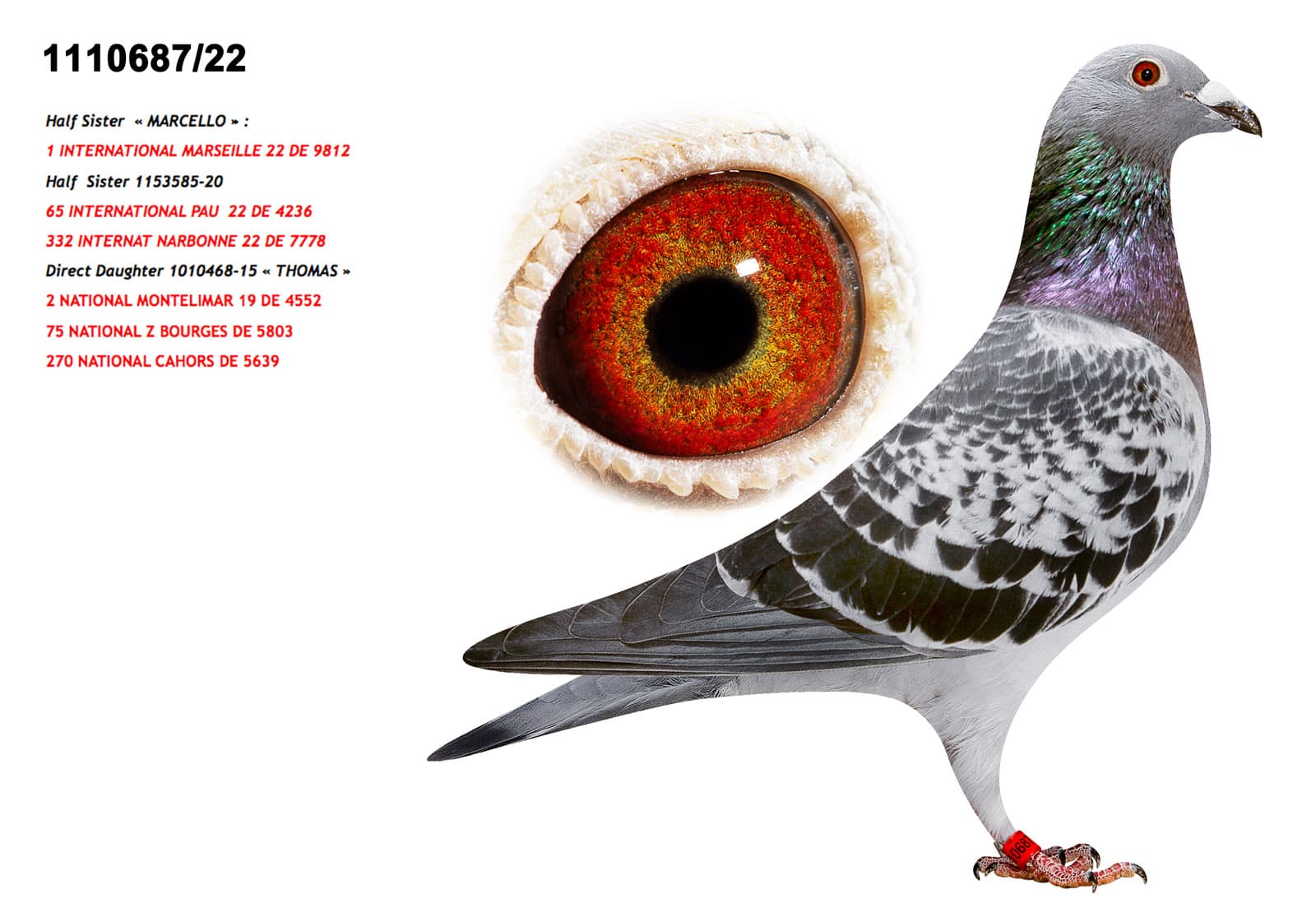 pigeon: Daughter Thomas