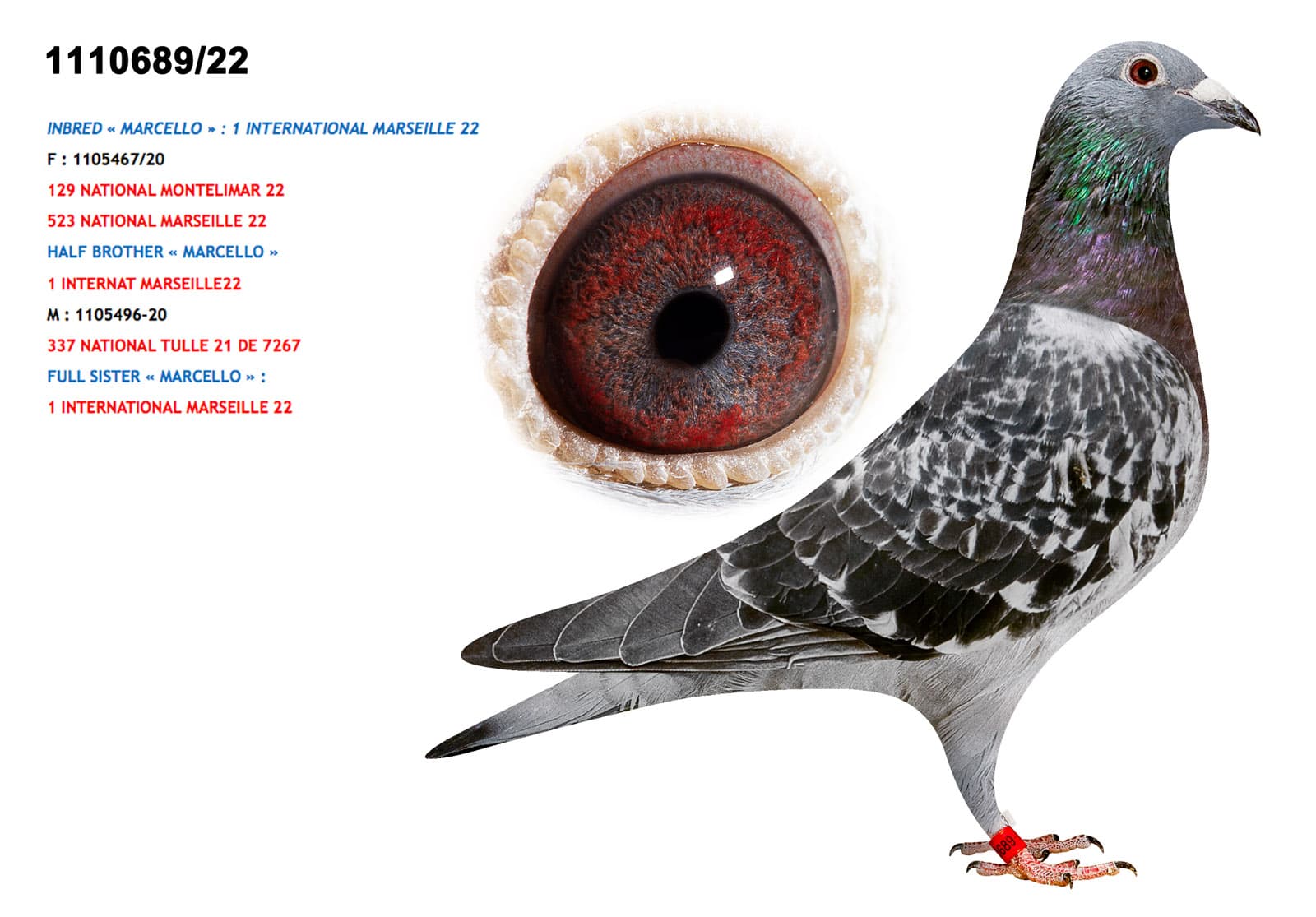 pigeon: undefined