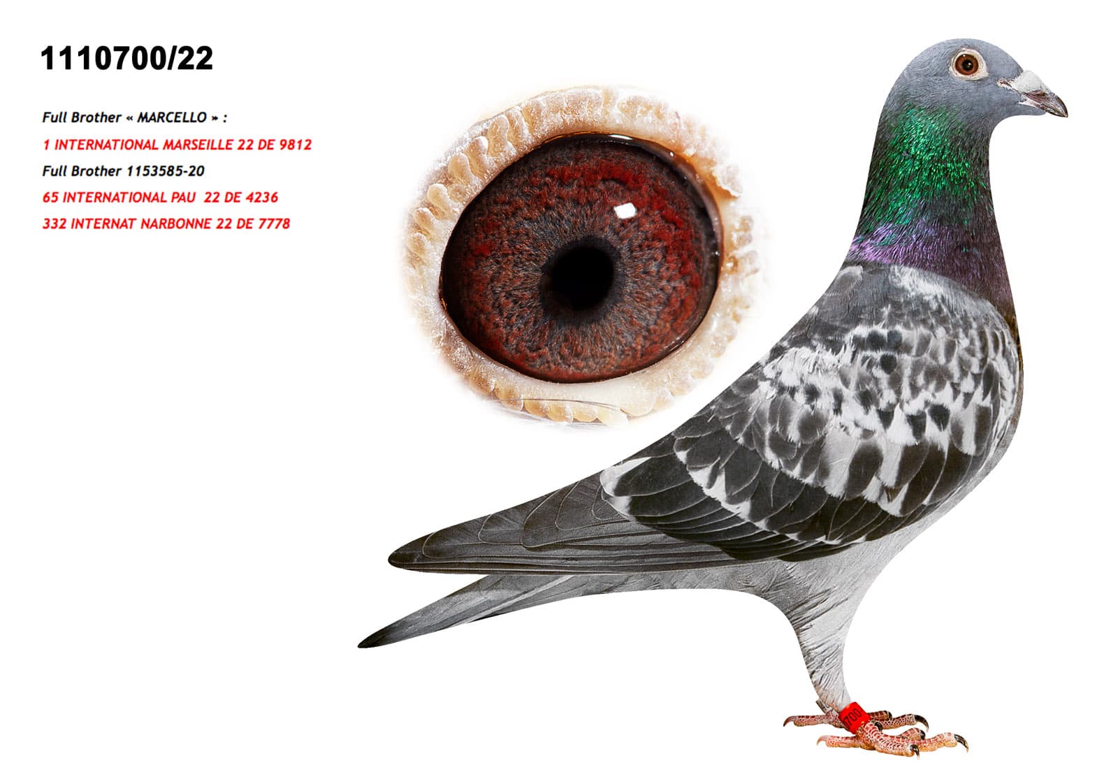 pigeon: Brother Marcello