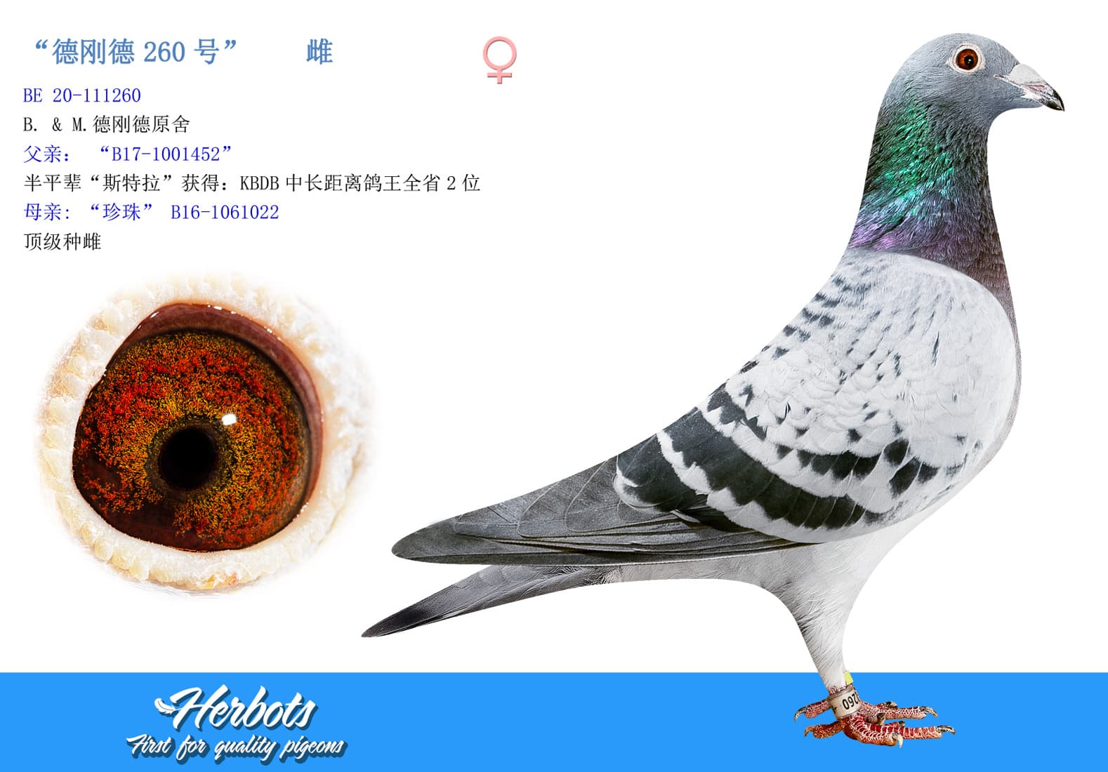 pigeon: undefined